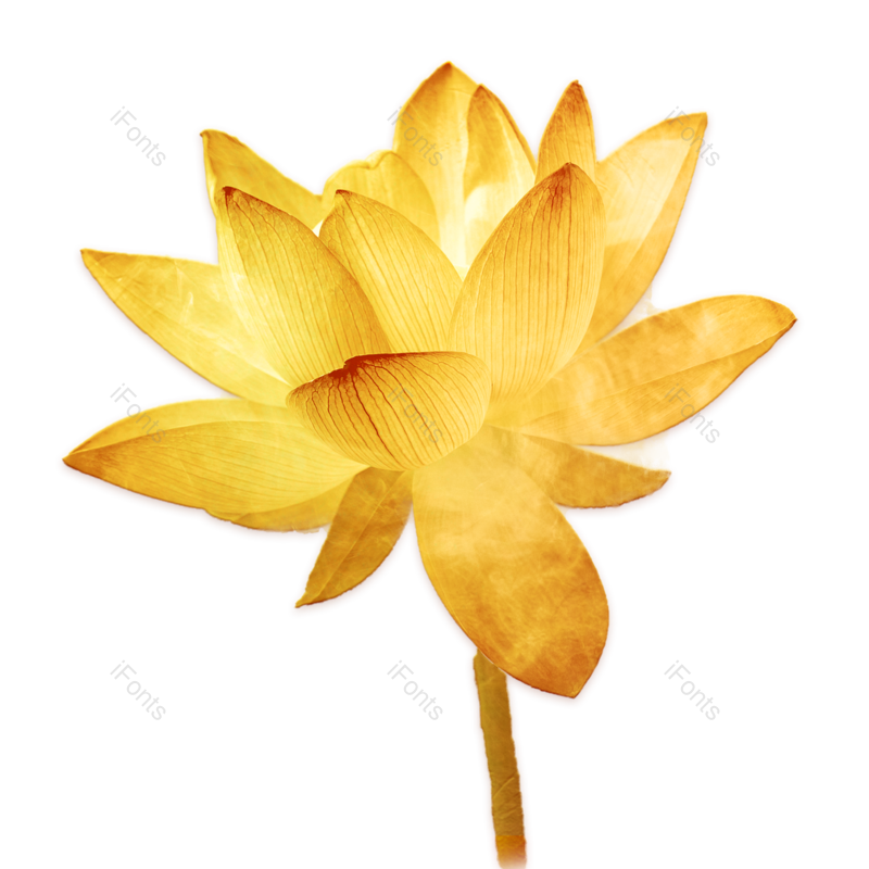 复古图片,荷花元素,花卉PNG,金属免抠素材